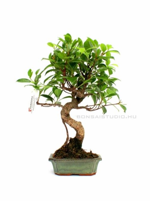 Ficus retusa bonsai 15S (in 15cm pot)