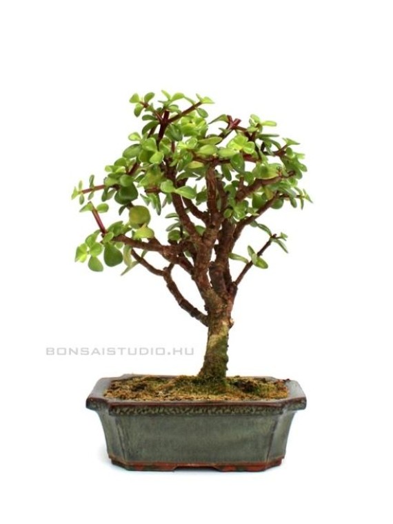 Portulacaria afra- Elefántcserje, porcsinfa 15B (15 cm- es tálban)