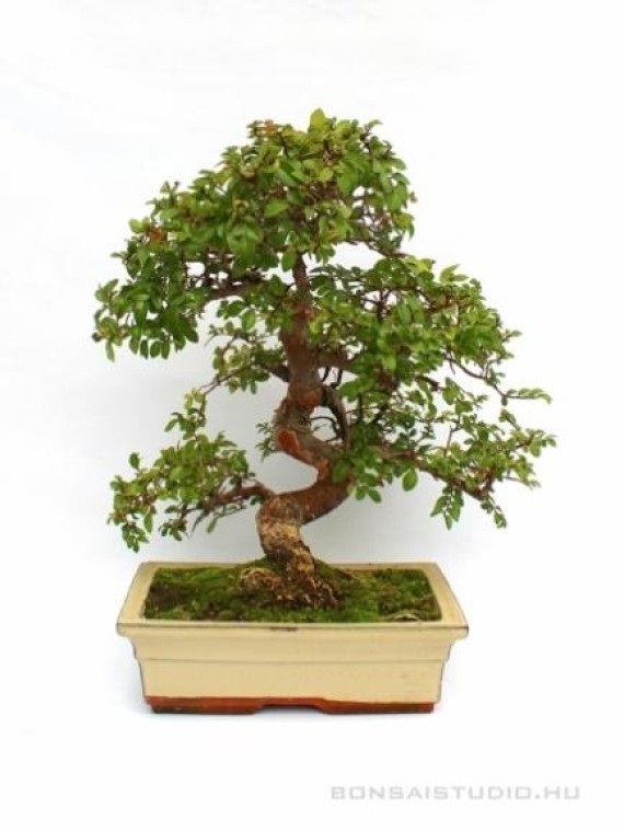 Ulmus parvifolia- Kínai szil 25S (25 cm-es tálban)