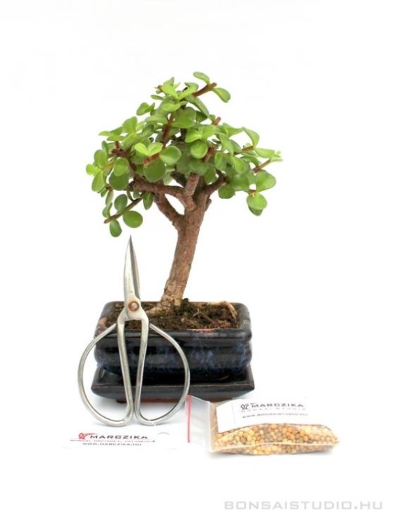 Bonsai ajándék csomag 01.