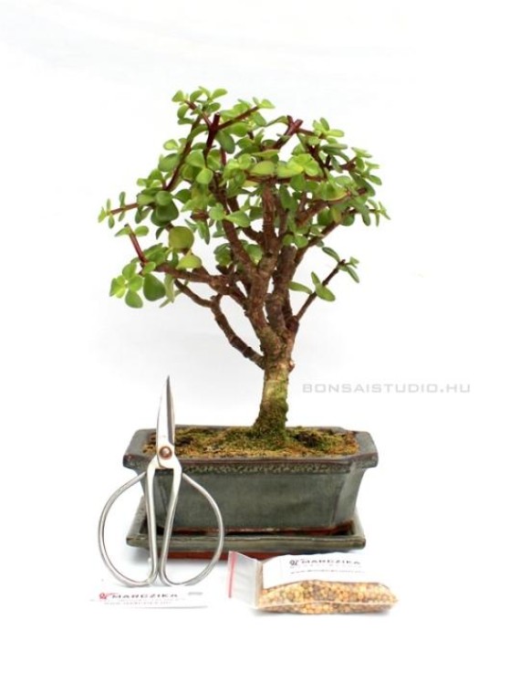 Bonsai ajándék csomag 03.