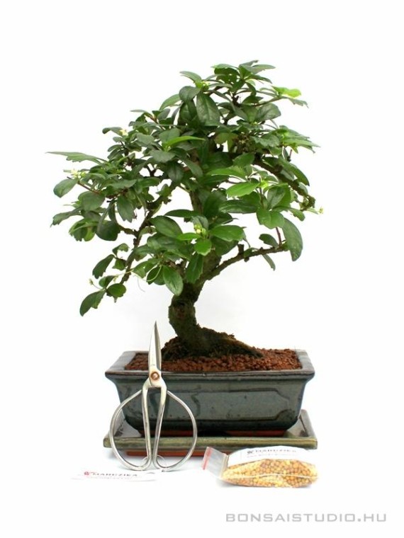 Bonsai ajándék csomag 05.