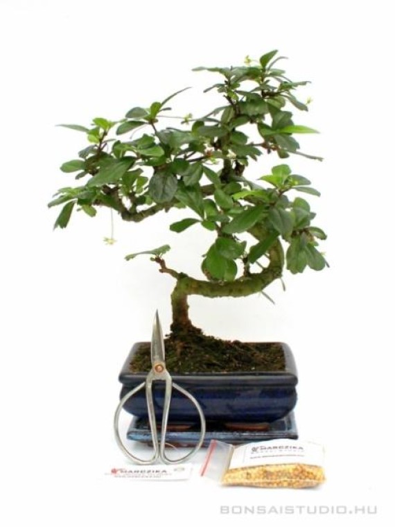 Bonsai ajándék csomag 10.