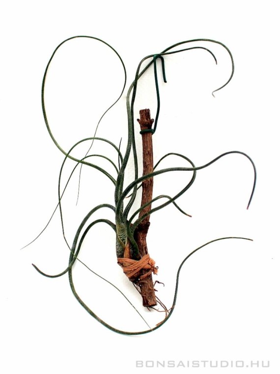 Tillandsia butzii