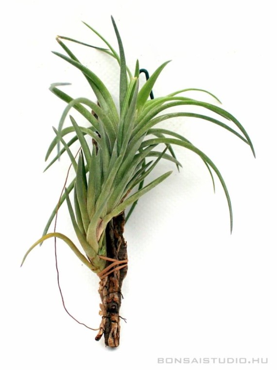 Tillandsia neglecta