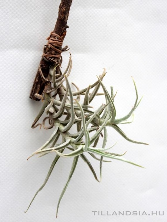 Tillandsia paleacea- szilfán