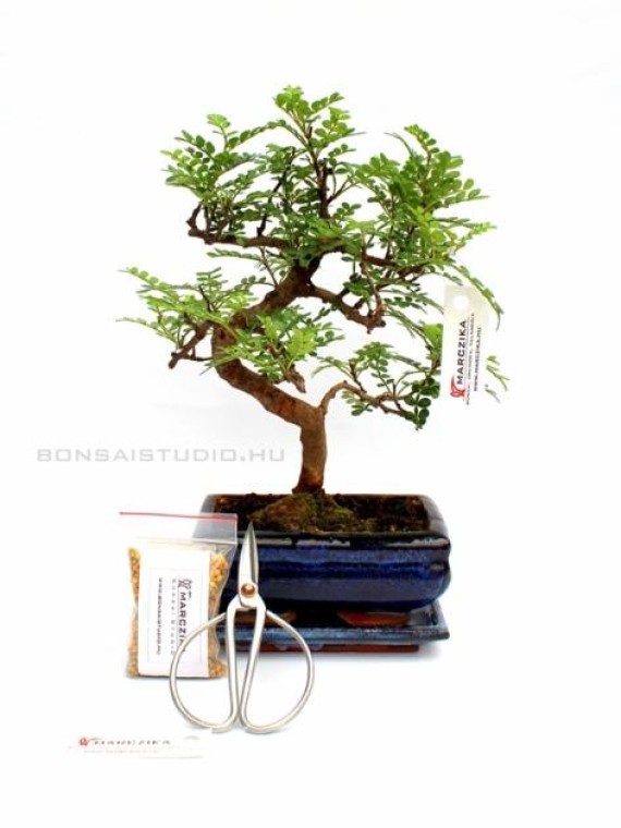 Bonsai ajándék csomag 17.