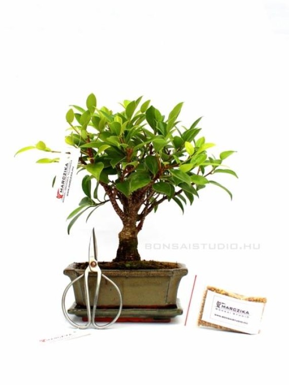 Bonsai ajándék csomag 20.