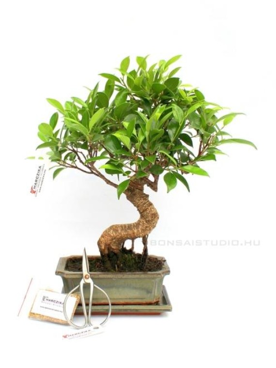 Bonsai ajándék csomag 22.