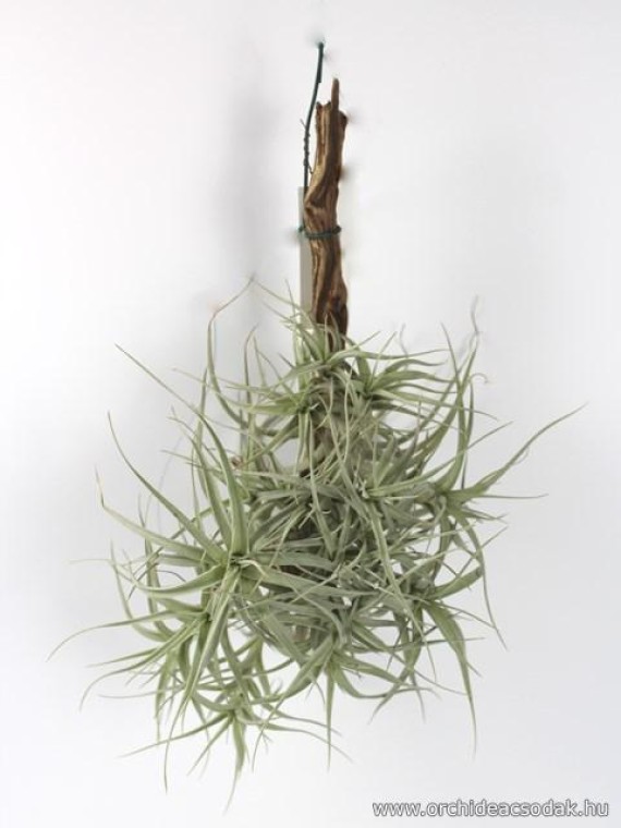 Tillandsia albida 001.