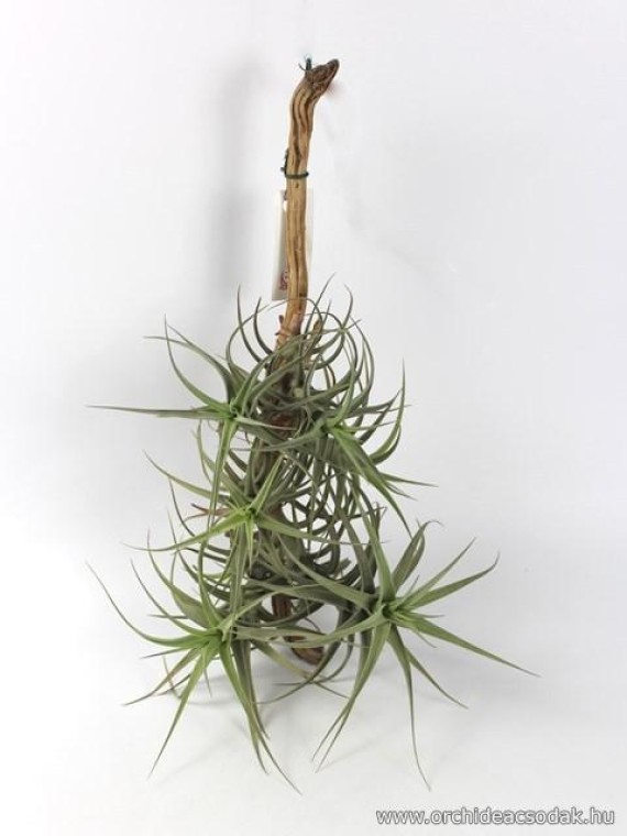 Tillandsia aeranthos 01.