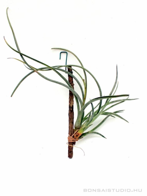 Tillandsia baileyi 02.