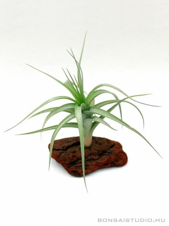 Tillandsia albida -vörösfenyő talpon