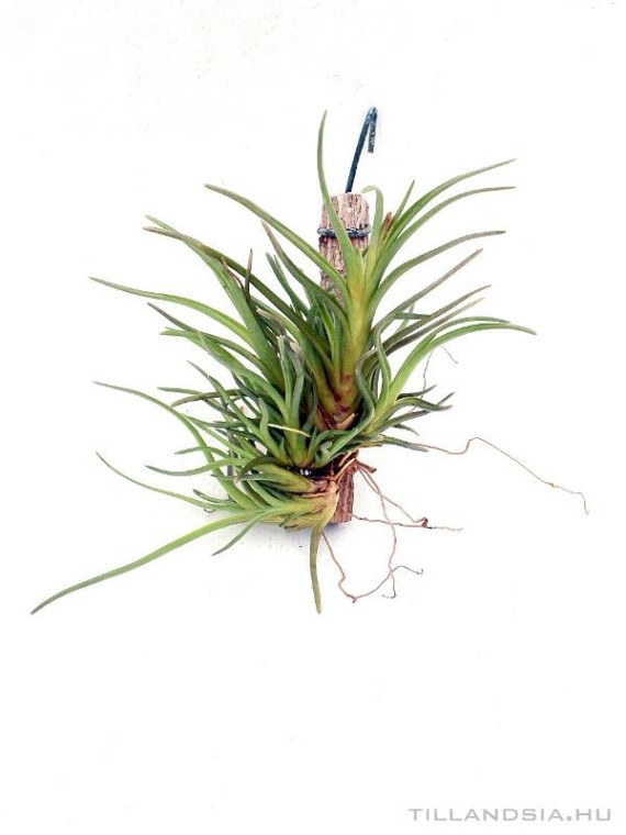 Tillandsia albertiana telep