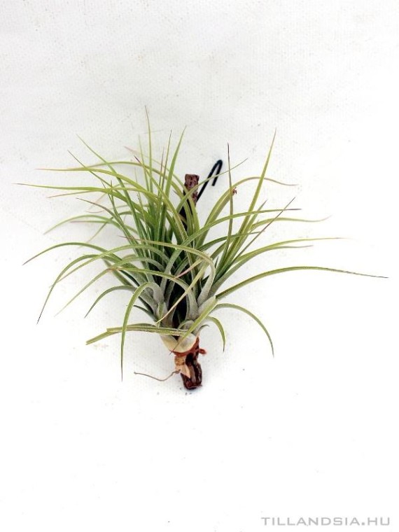 Tillandsia rectifolia