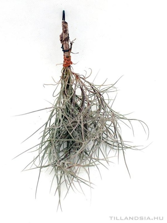 Tillandsia 'Nezley' (usneoides x mallemontii)