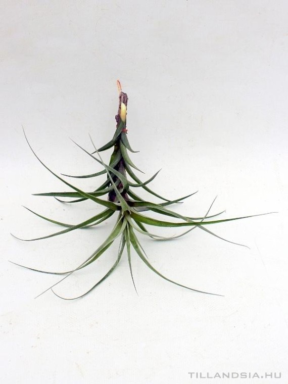 Tillandsia incarnata 01.
