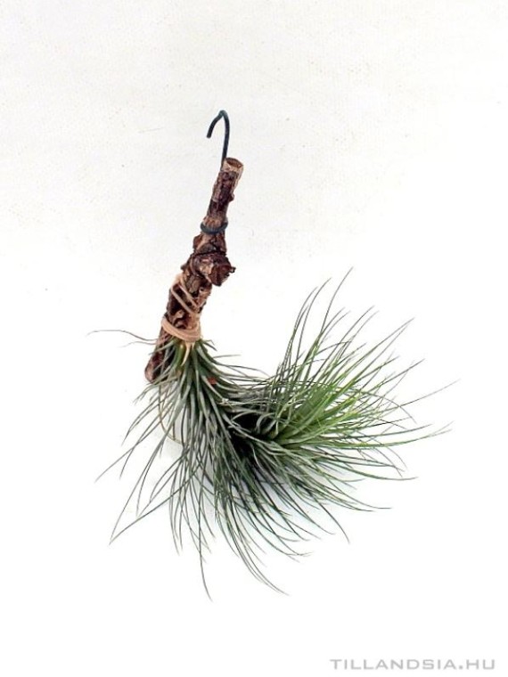 Tillandsia andreana x funckiana