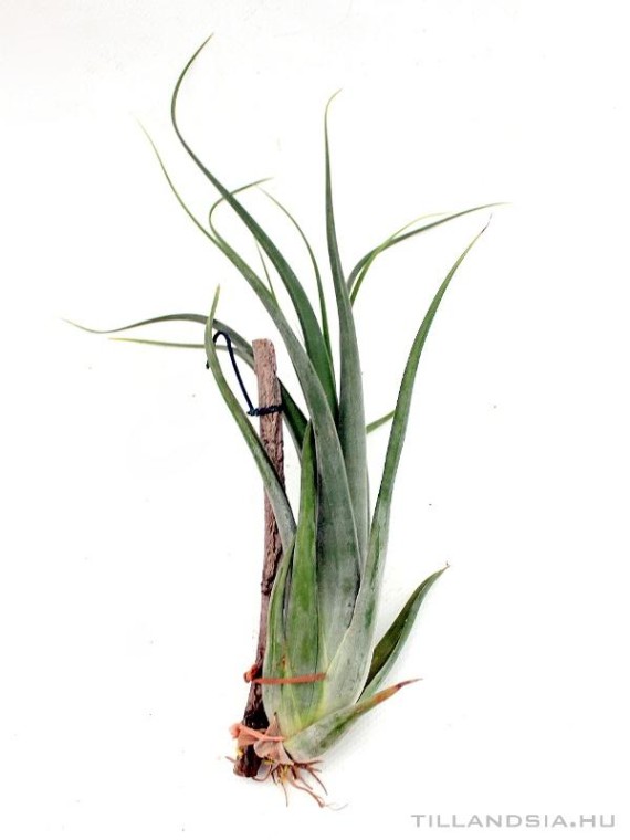 Tillandsia paucifolia 02.