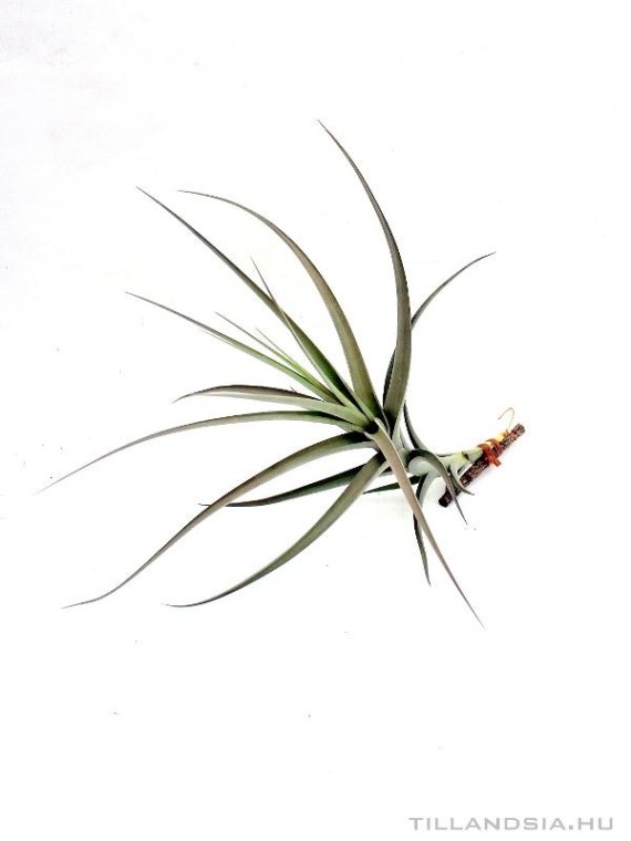 Tillandsia buchlochii
