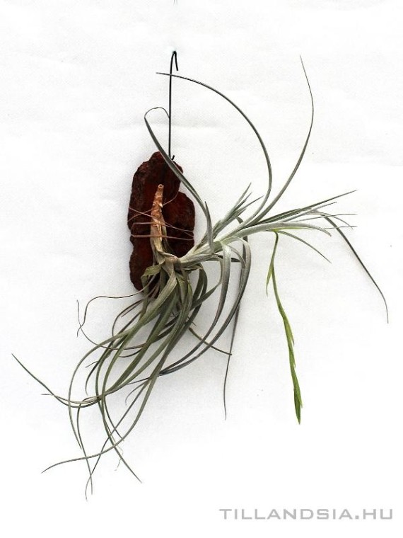Tillandsia cardenasii