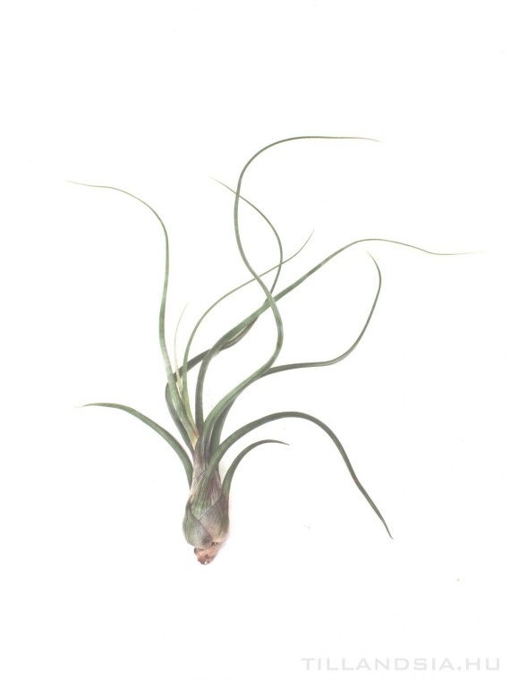 Tillandsia pseudobaileyi L - kötözetlen