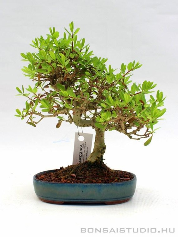 Ligustrum japonicum 01.