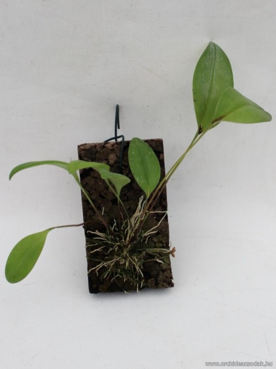 Pleurothallis stricta
