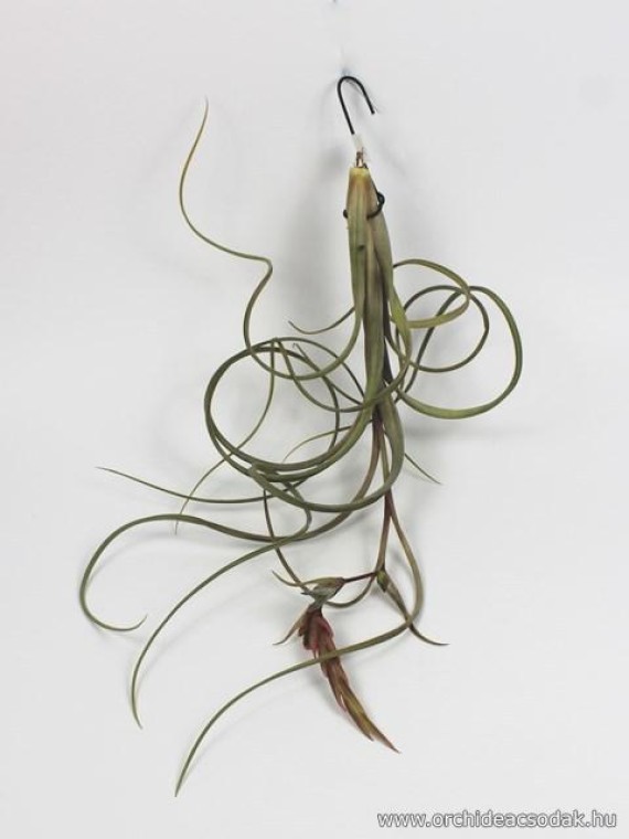 Tillandsia intermedia
