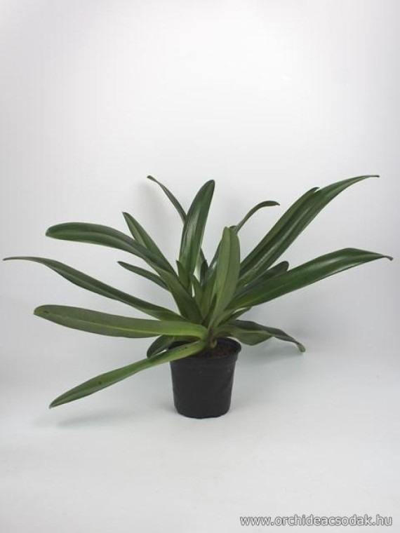 Paphiopedilum Saint Swithin(philippinense x rothschildianum)