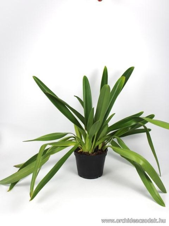 Paphiopedilum haynaldianum var laurae