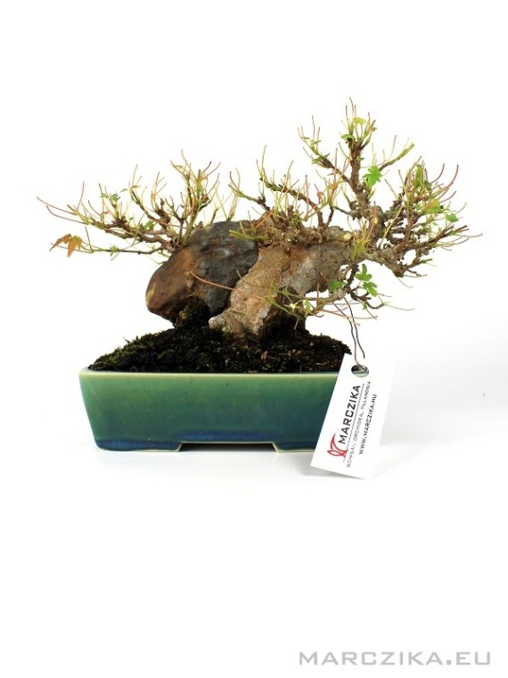 Acer buergerianum - Háromerű juhar shohin bonsai 02.