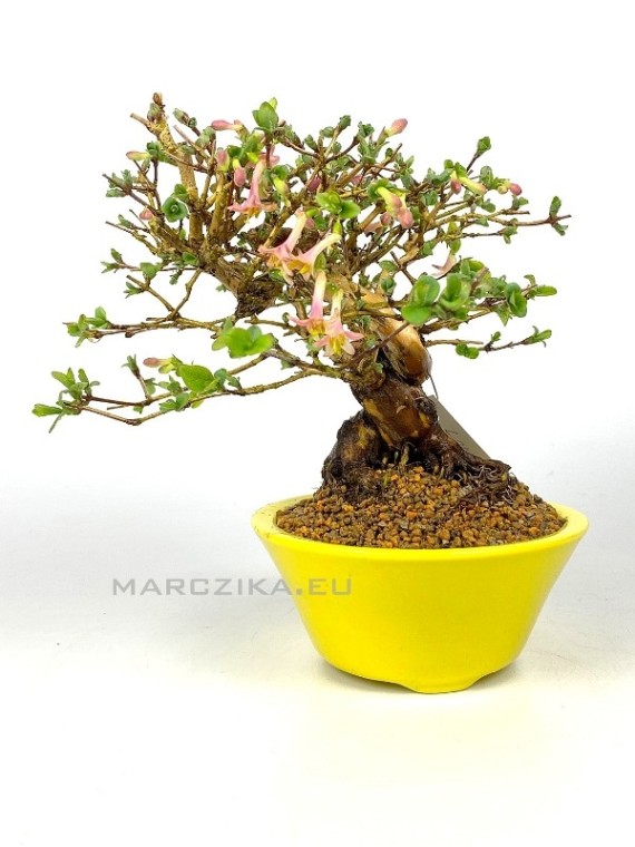 Lonicera sp. shohin bonsai 02.
