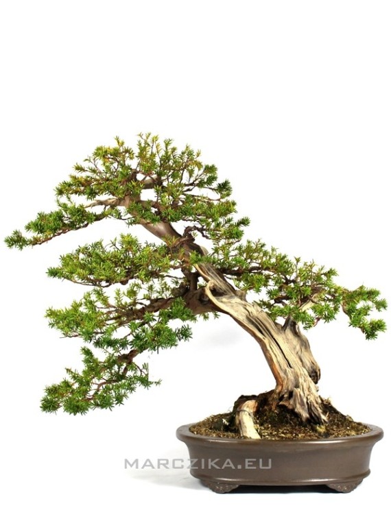 Taxus cuspidata old japanese bonsai