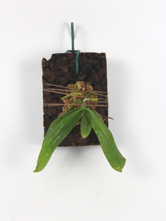 Aerangis mystacidii