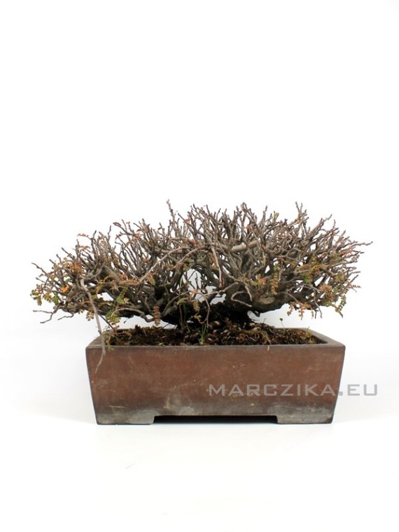 Osteomeles subrotunda japán bonsai