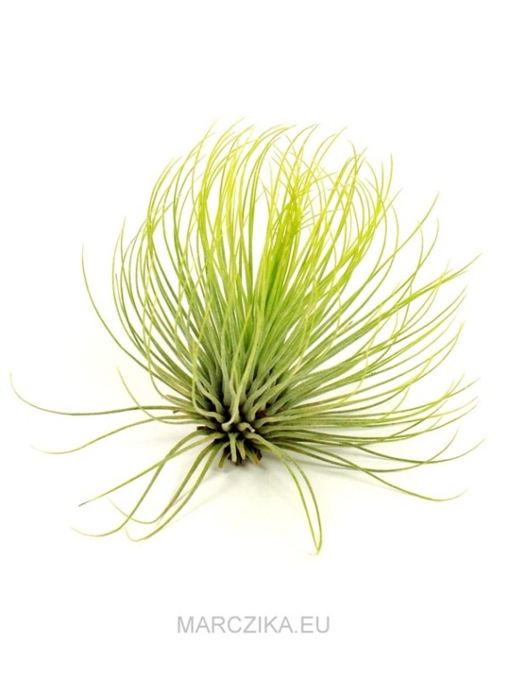 Tillandsia andreana 01.