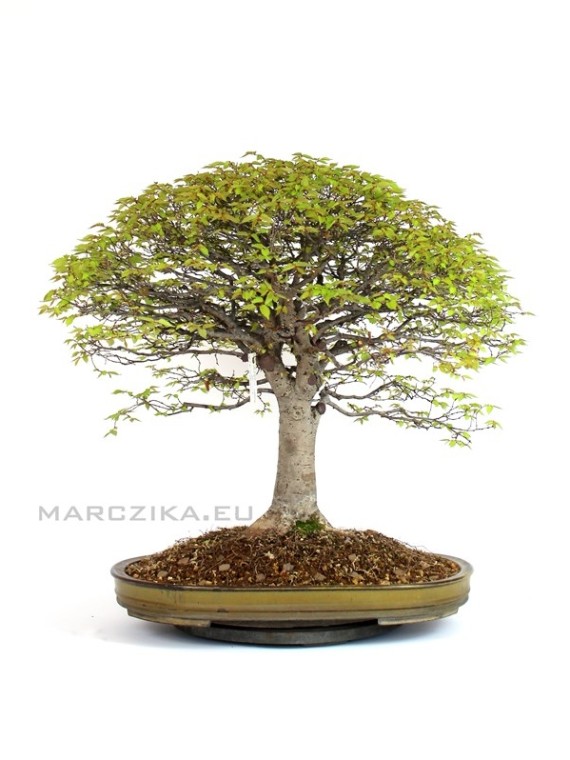 Marczika Kft Exclusive bonsaiok Bonsai  n v nyek 