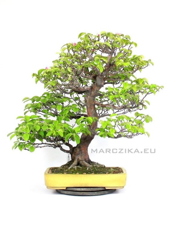 Pseudocydonia sinensis bonsai Japánból