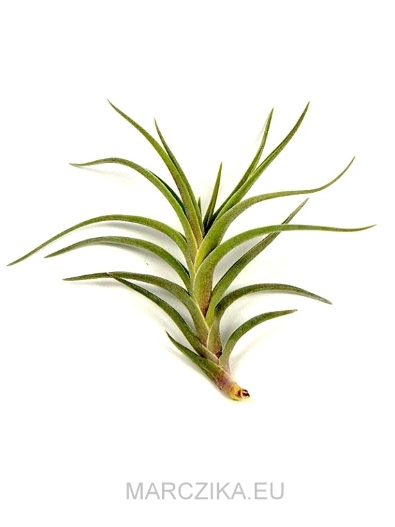 Tillandsia 'Margarite' (edithae x albertiana) 