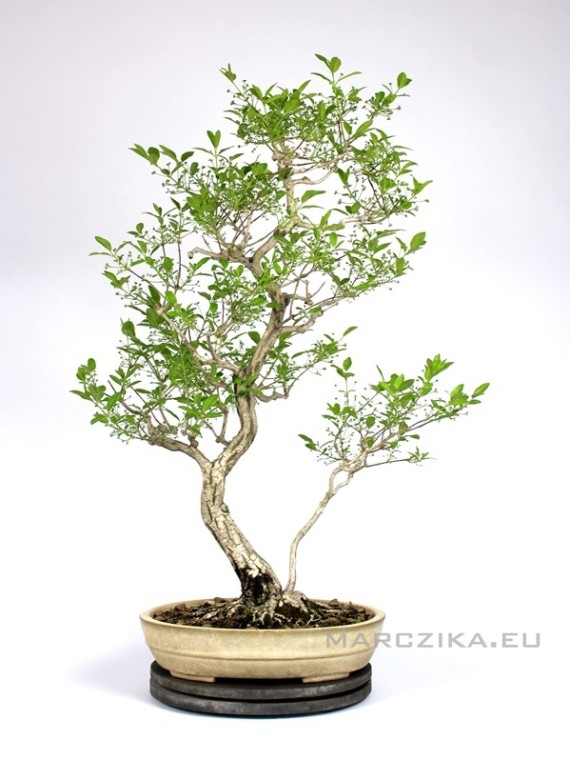 Japán Euonymus bonsai sokan stílusban
