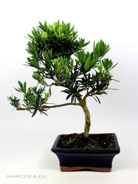 Podocarpus macrophylla - Kőtiszafa 15 S bonsai