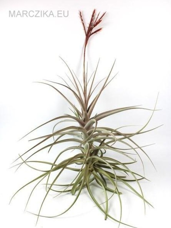 Tillandsia buchlochii