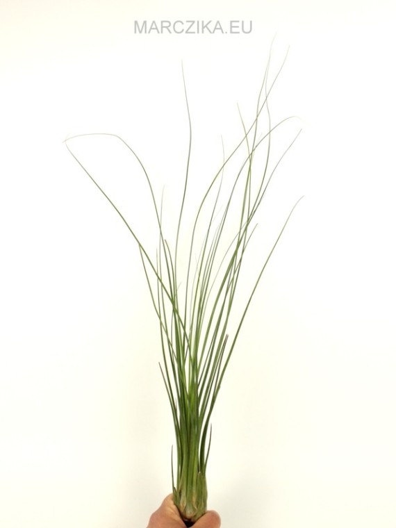 Tillandsia disticha XL