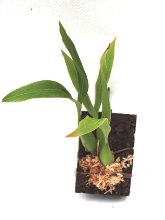 Coelogyne fuliginosa