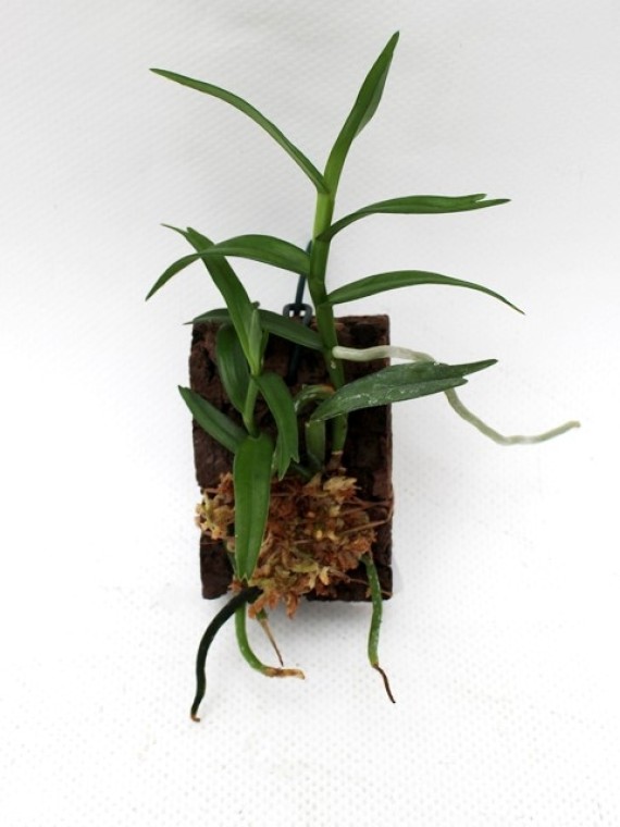 Angraecum erectum
