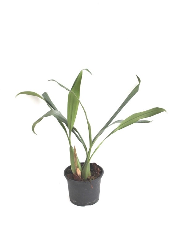 Coelogyne intermedia