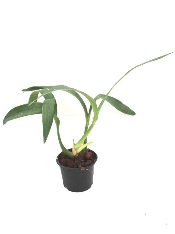 Epidendrum brassavolae