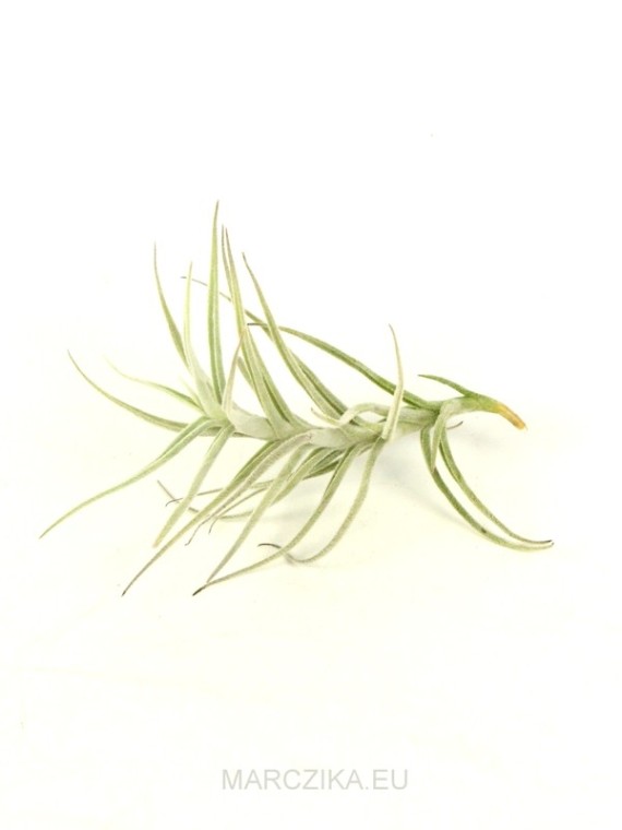 Tillandsia paleacea