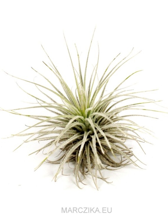 Tillandsia tectorum L